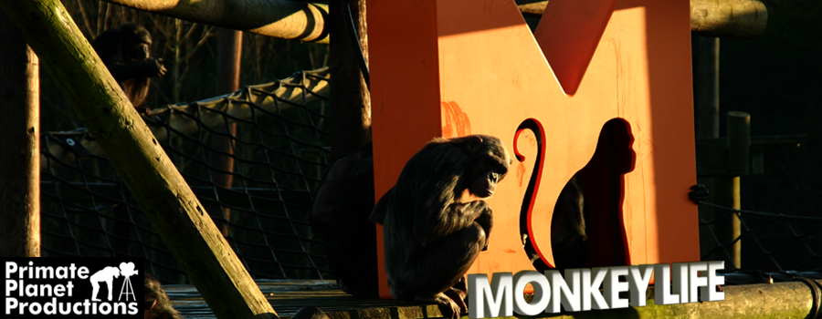 PICK Monkey Rescue
